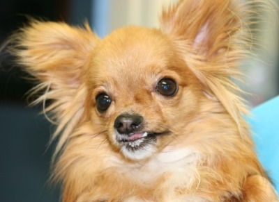 Picture of dog with cleft palate